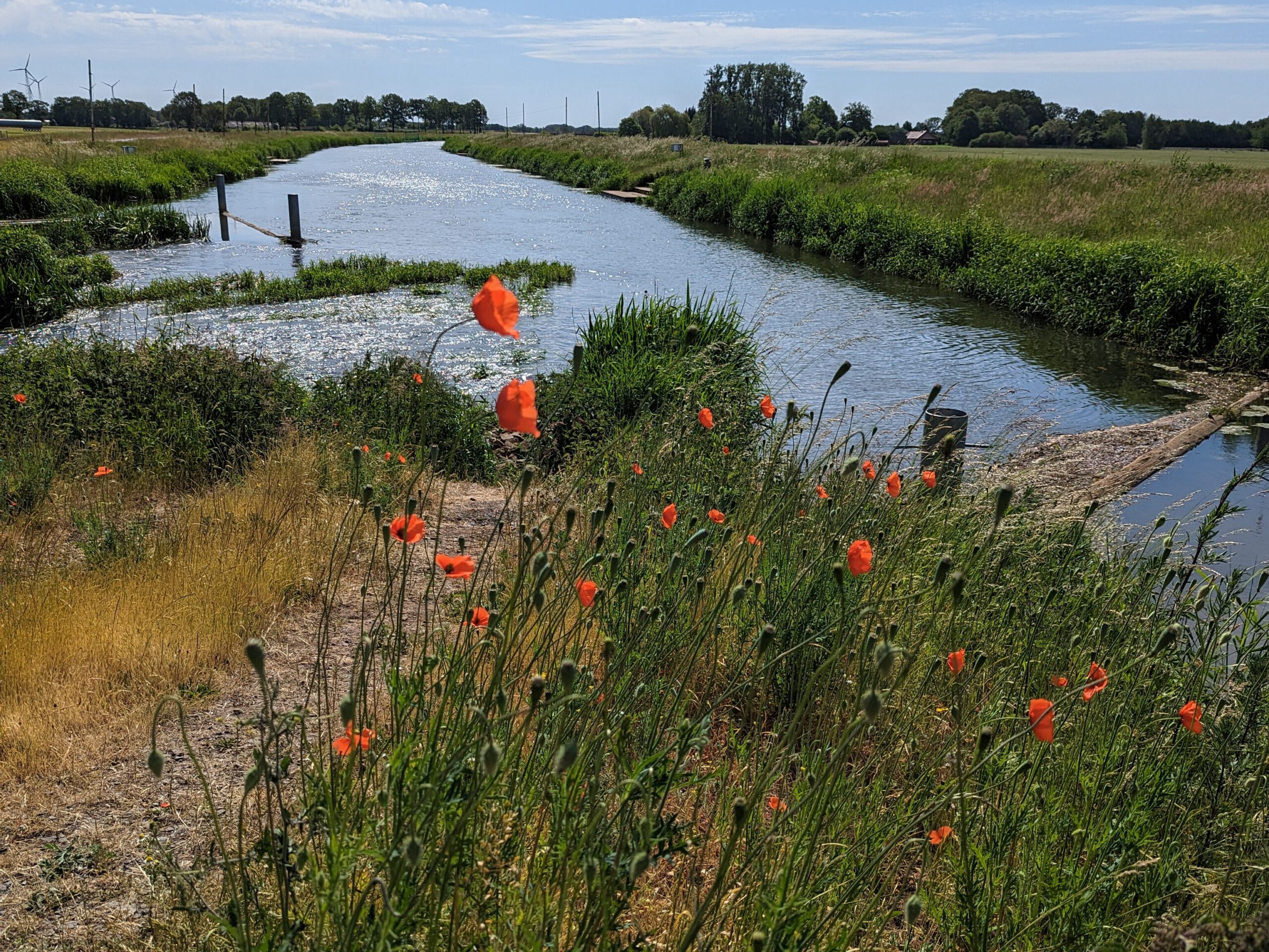 sohlgleite mohn wasser hase